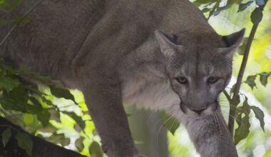 Trump to Allow Killing of Animals Resembling Imperiled Species