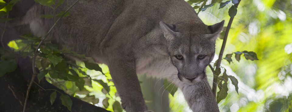 Trump to Allow Killing of Animals Resembling Imperiled Species