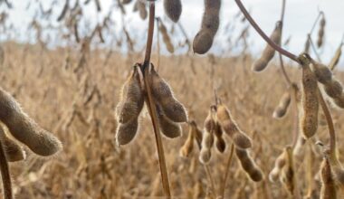 Ohio farmers feel pinch as China shifts soybean buys amid trade war