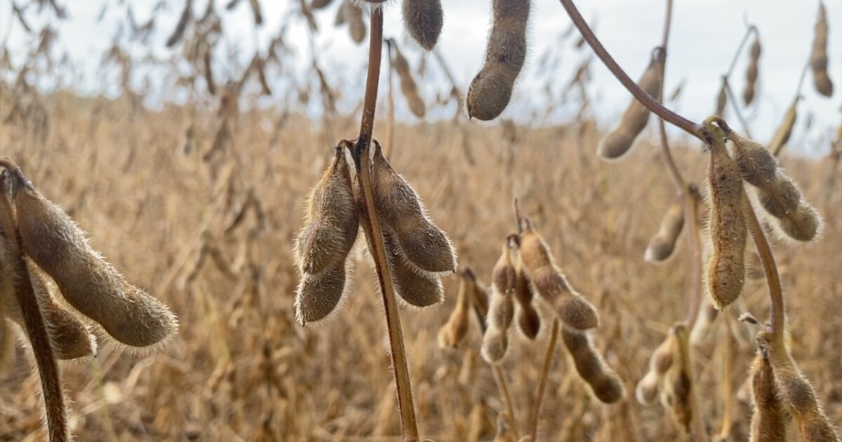 Ohio farmers feel pinch as China shifts soybean buys amid trade war
