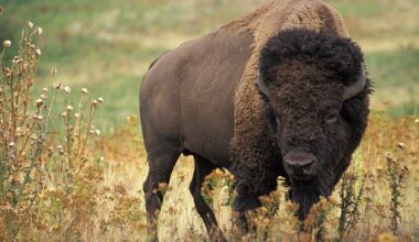 Migratory Bison revive the environment