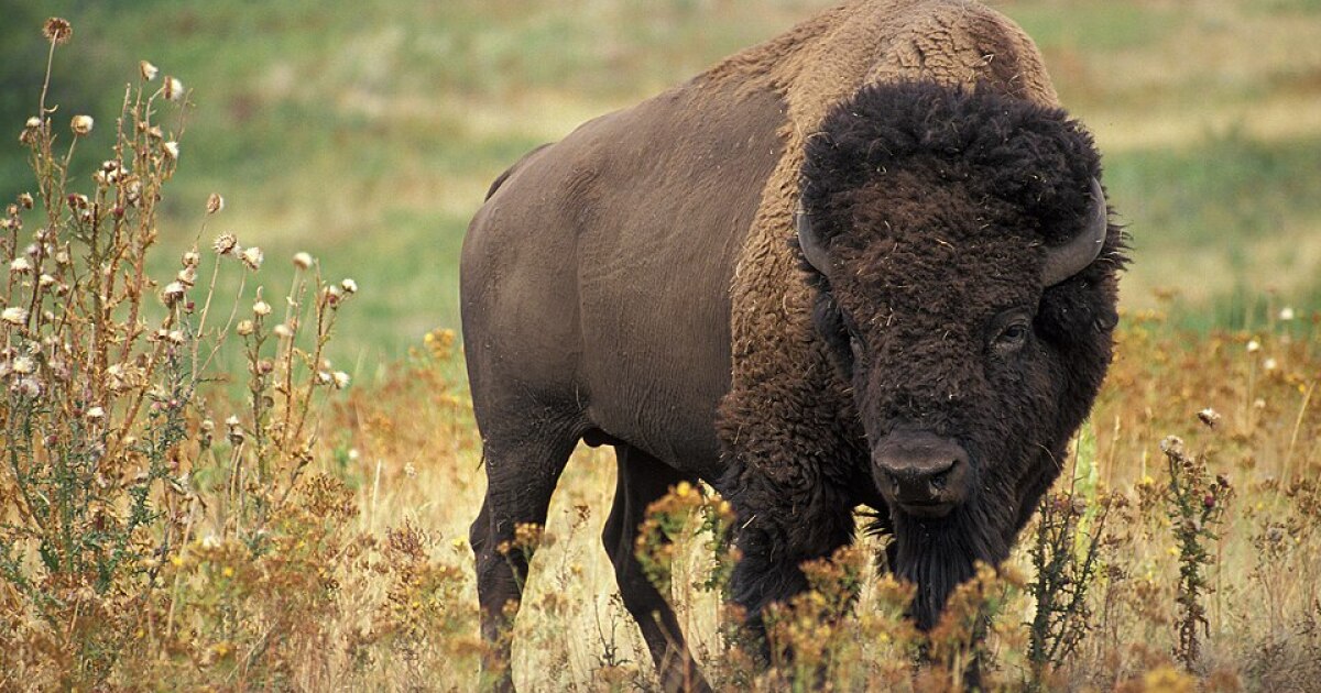 Migratory Bison revive the environment