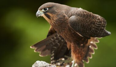 Māori-named kārearea crowned bird of the year in New Zealand poll
