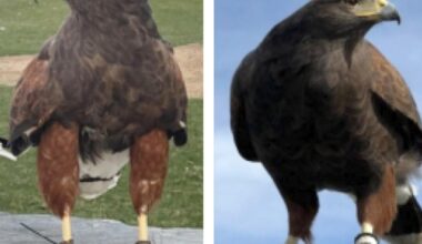Two trained hawks stolen from SoFi Stadium during Rams game