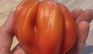 Tomatensorte