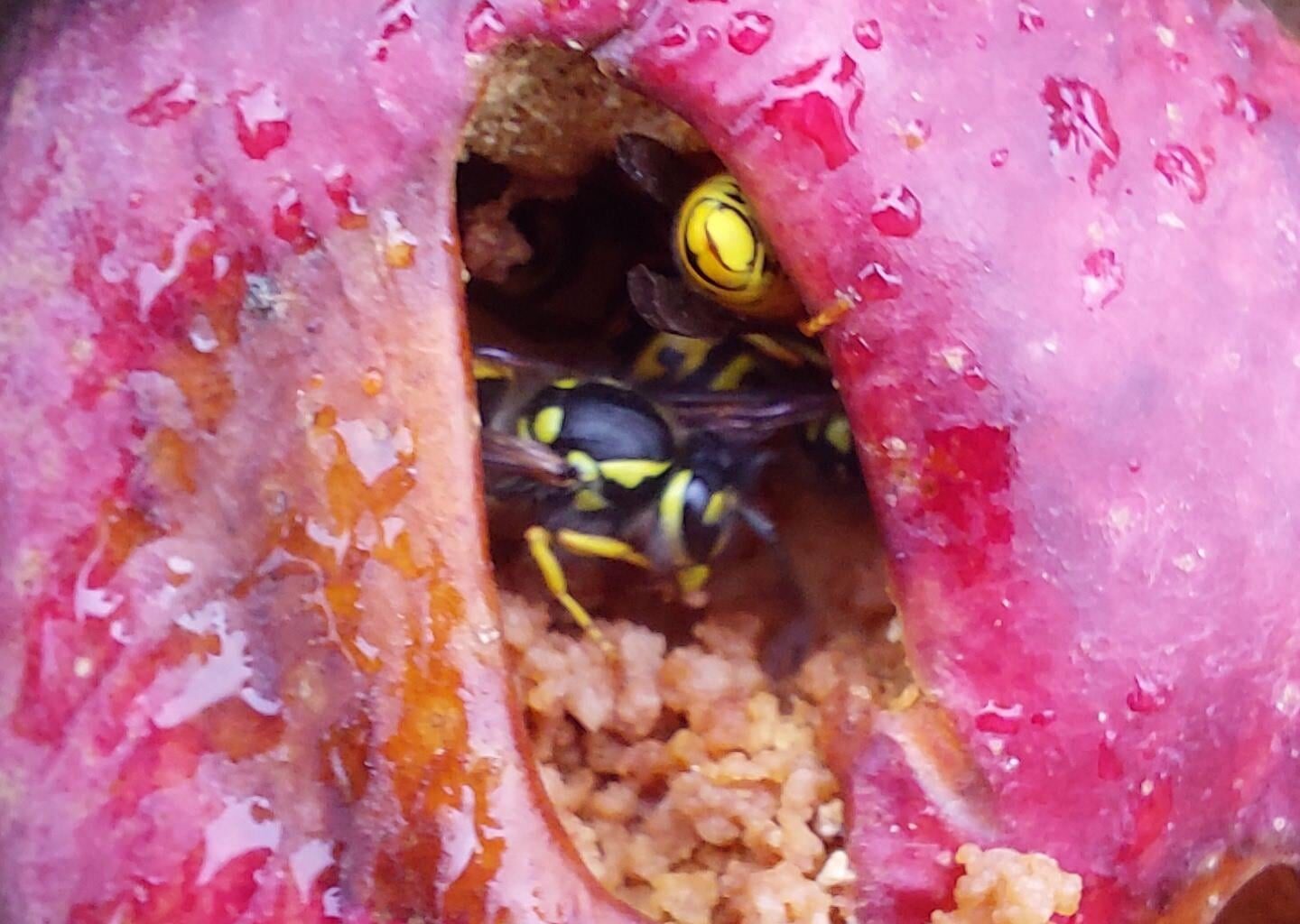 Wasp wednesday