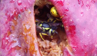 Wasp wednesday