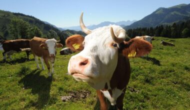 Kuh-Angriff in Österreich - Mann tot, Frau schwer verletzt