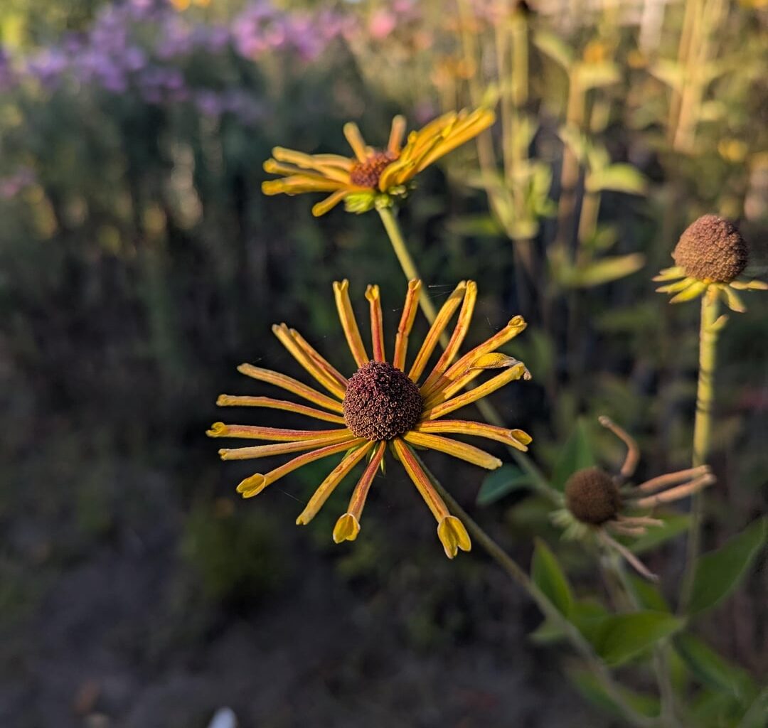 Kleiner Einblick ins Staudenbeet unseres Kleingartens