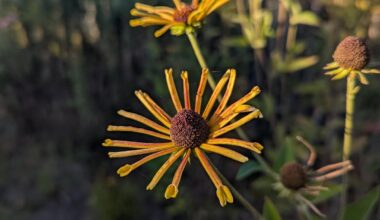 Kleiner Einblick ins Staudenbeet unseres Kleingartens