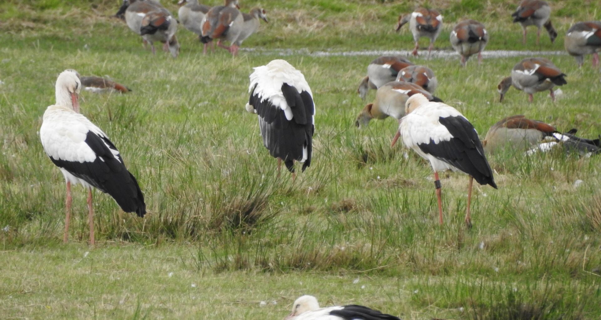 Störche und Nilgänse im NSG Mittlere Horloffaue, Wetteraukreis, Hessen.