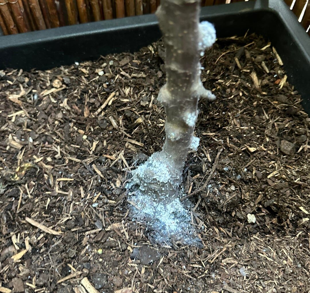 huhu - hab hier meine n zwergapfelbaum und da ist seit monaten dieses zeugs… ich hab aufgehört es zu entfernen… was ist das? 🐒