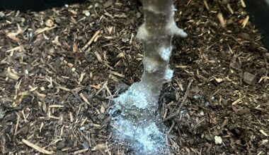 huhu - hab hier meine n zwergapfelbaum und da ist seit monaten dieses zeugs… ich hab aufgehört es zu entfernen… was ist das? 🐒