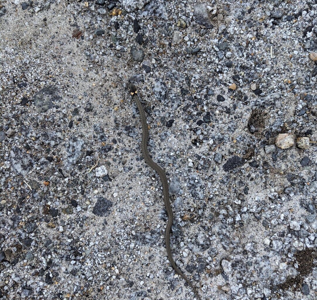 Eine ganz junge Ringelnatter