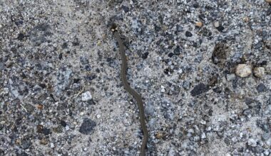 Eine ganz junge Ringelnatter