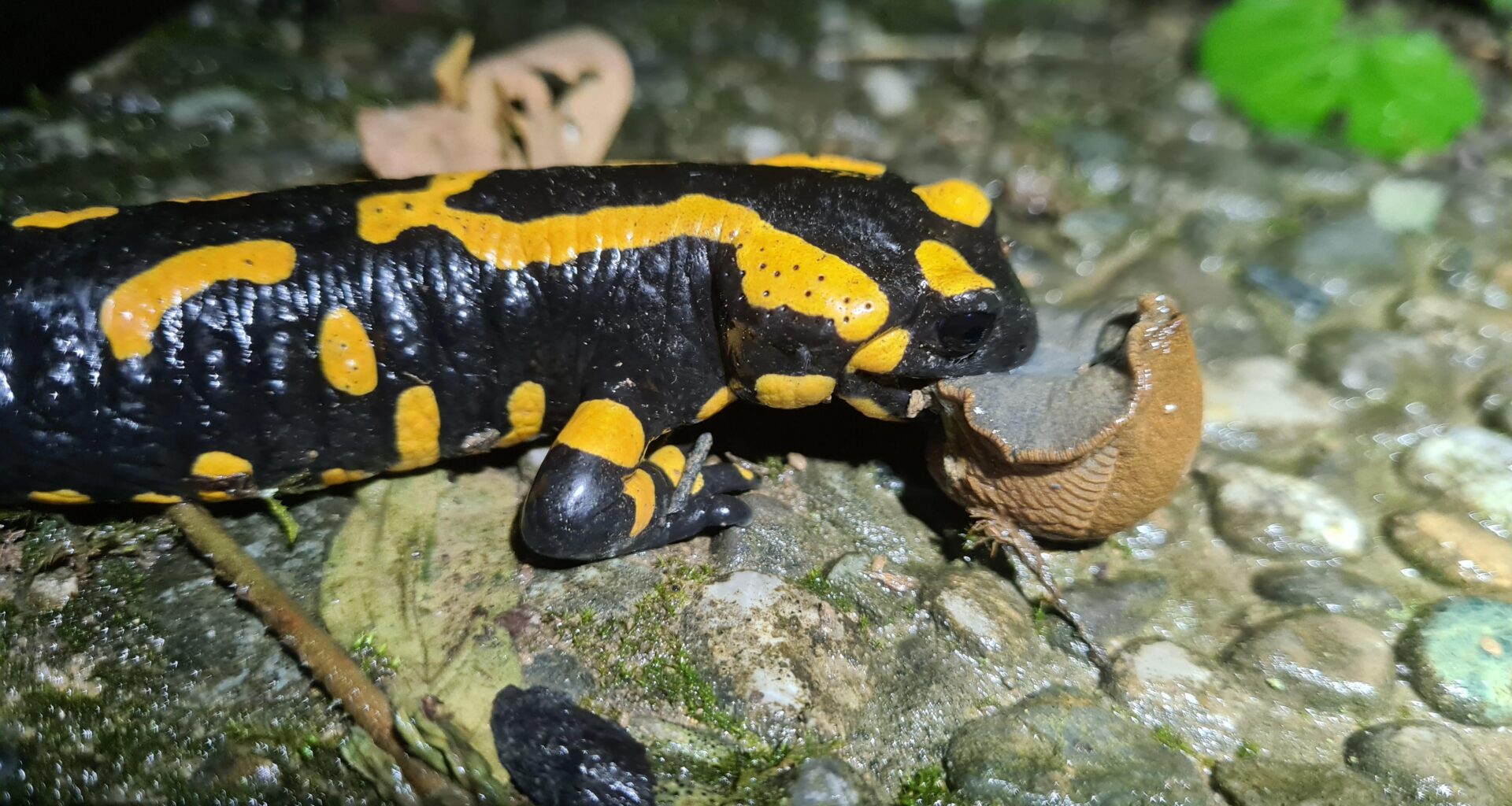 Salamampf