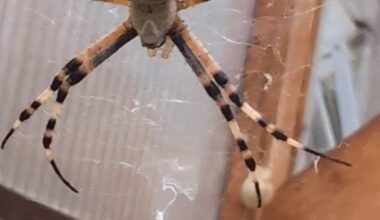 Wespenspinne -Update-