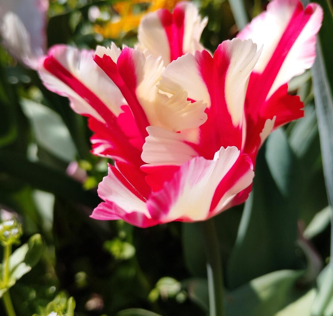 Was freue ich mich bereits auf den Frühling