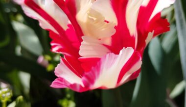 Was freue ich mich bereits auf den Frühling