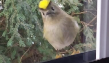 Ein Wintergoldhähnchen hat mich auf Toilette beobachtet. Es war so klein, dass es auf dem Fensterrahmen stehen konnte 😍