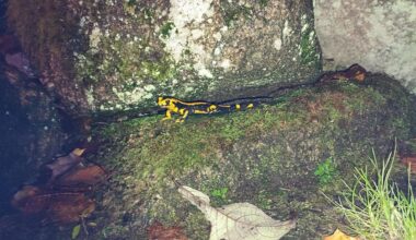 Feuersalamander