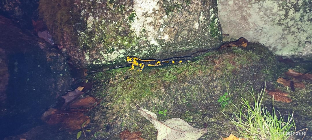 Feuersalamander