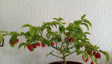 Meine Habanero wird bald 3!!!