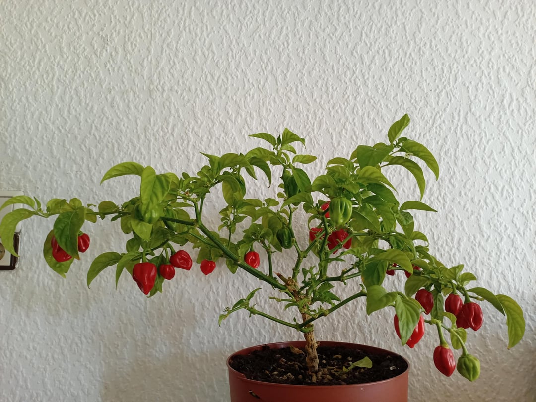 Meine Habanero wird bald 3!!!
