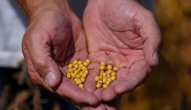 Trump's trade battle with China puts US soybean farmers in peril