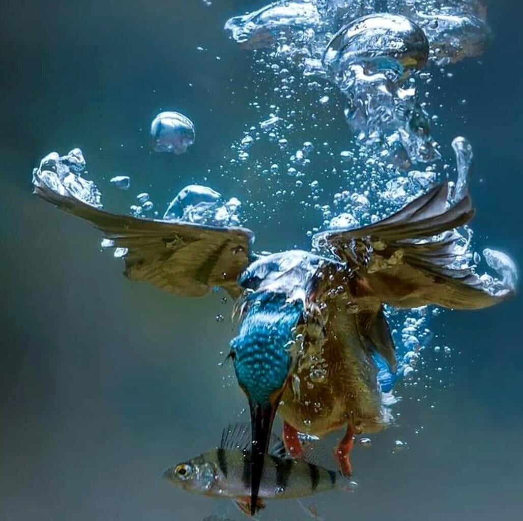 Underwater shot of Kingfisher in action..