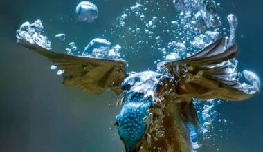 Underwater shot of Kingfisher in action..