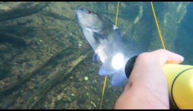 Underwater fishing for black piranha: you can't be too careful with this fish