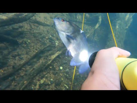 Underwater fishing for black piranha: you can't be too careful with this fish