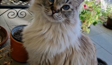 Pochlub se svým domácím mazlíčkem!