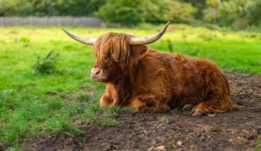 Highland Cows at Taverham Mill, Norfolk