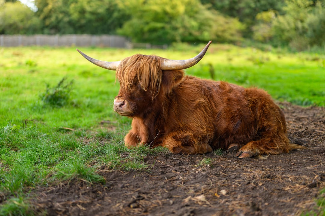 Highland Cows at Taverham Mill, Norfolk