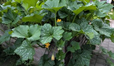 ZuGurKürbis? Was wächst bei uns?