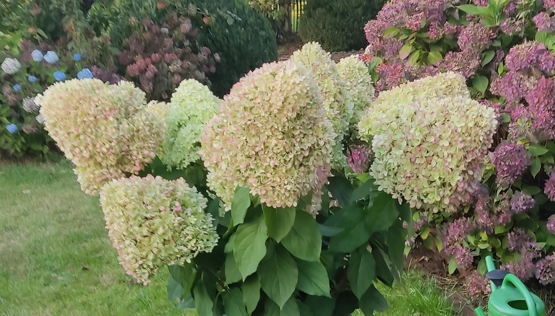 Unsere Bauernhortensien