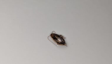 Was ist hier in meiner Dusche abgestürzt?