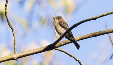 Millions of birds fly 'highways' across US—and their migration routes are breaking down due to climate change.
