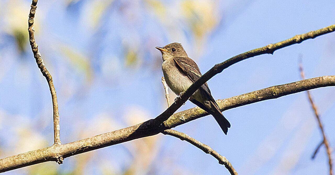Millions of birds fly 'highways' across US—and their migration routes are breaking down due to climate change.