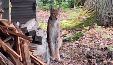Wilder Luchs im Anblick