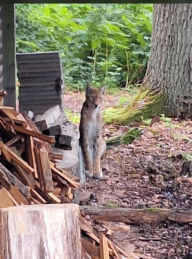 Wilder Luchs im Anblick
