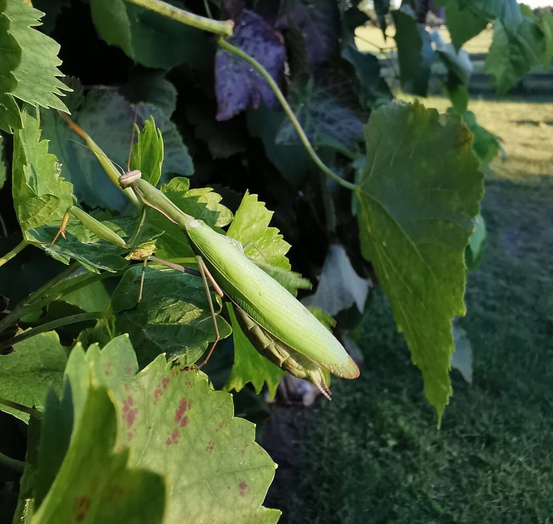 Schaut mal wer da im Wein sitzt