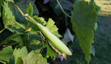 Schaut mal wer da im Wein sitzt