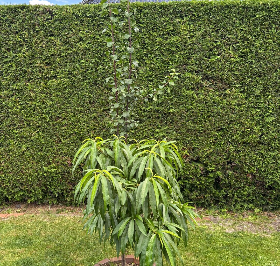 Mit was wurde unser Pfirsichbaum veredelt?