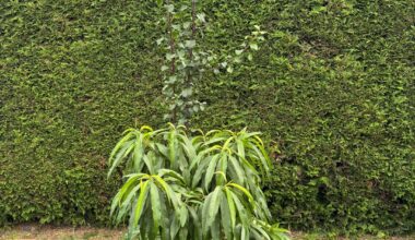 Mit was wurde unser Pfirsichbaum veredelt?
