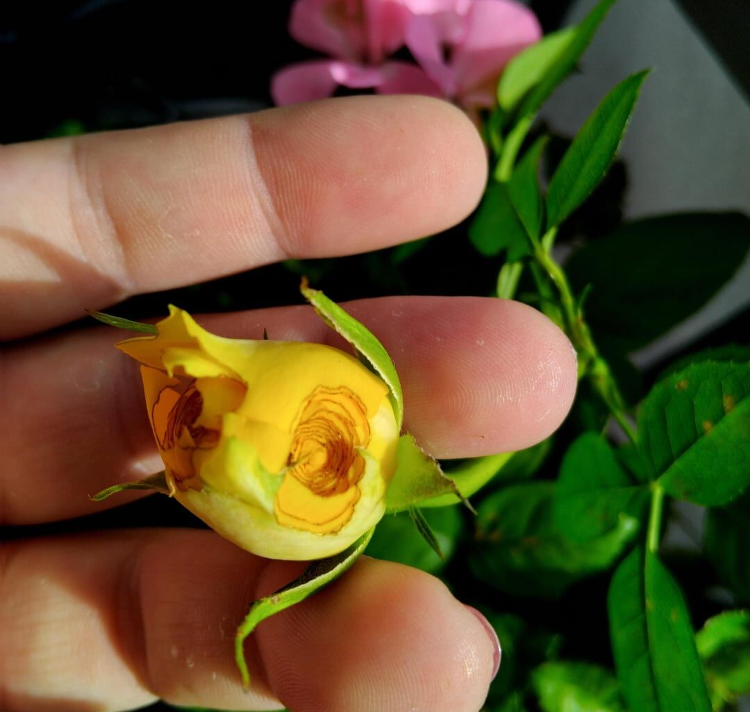 Wer könnte das Loch gefressen haben? Ist die einzige die solche Spuren hat