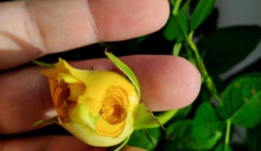 Wer könnte das Loch gefressen haben? Ist die einzige die solche Spuren hat