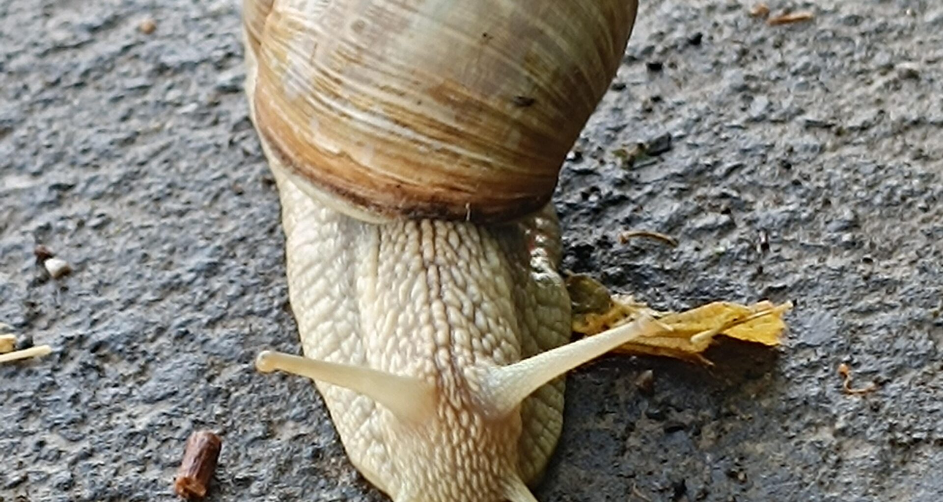 Guten Morgen
